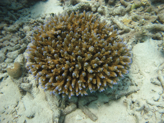  Acropora latistella (Table-top Acropora)